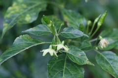 Capsicum frutescens
